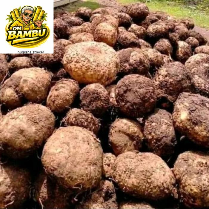 Umbi Porang/Umbi Iles Berkualitas/1kg