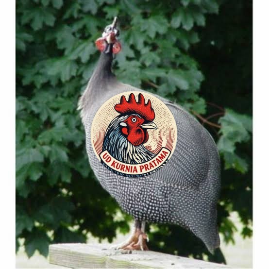 Telur ayam mutiara hias fertil siap ditetaskan - ayam mutiara UD KURNIA PRATAMA