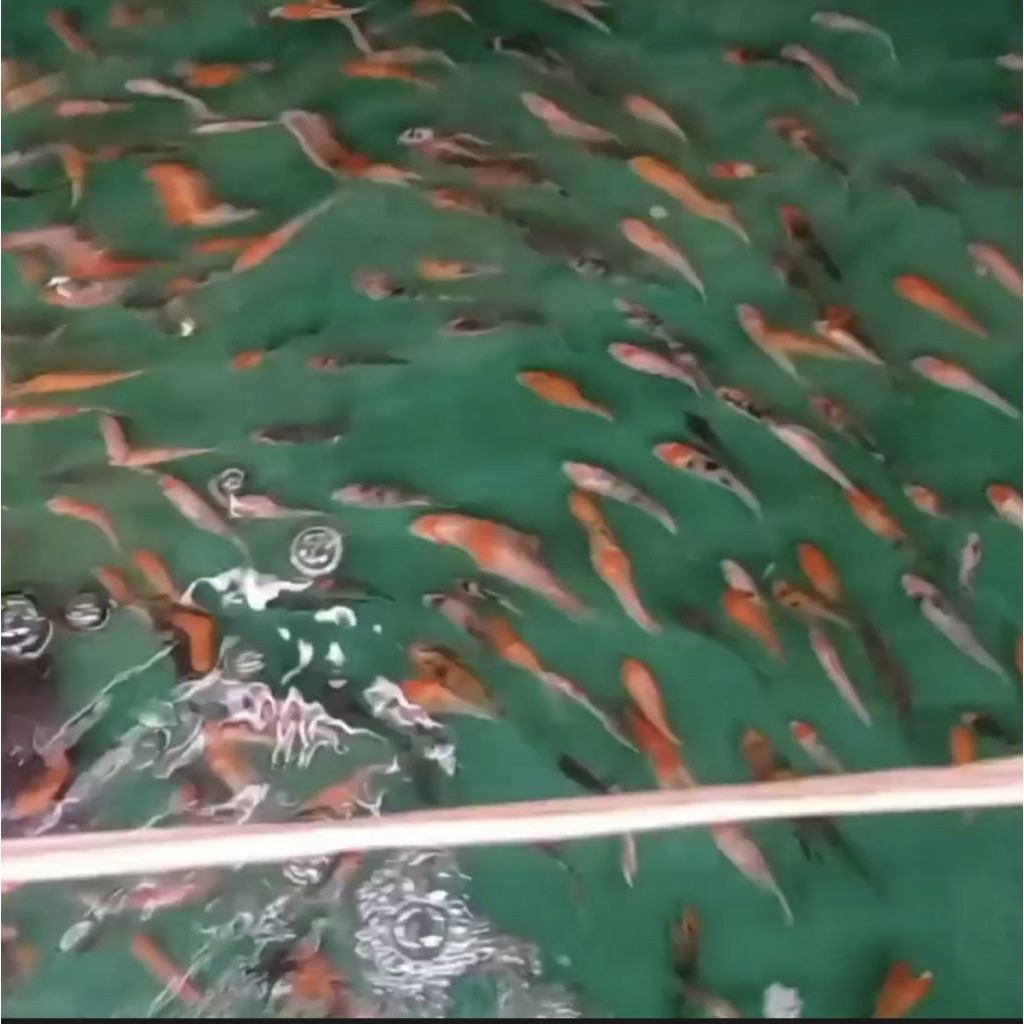 promo pakan/bibit ikan koi blitar size 3-4cm