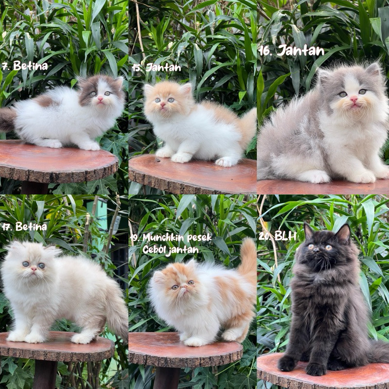 Kucing British Shorthair Scottish Fold Munchkin Mainecoon Peaknose Persia Himalaya Ragdoll