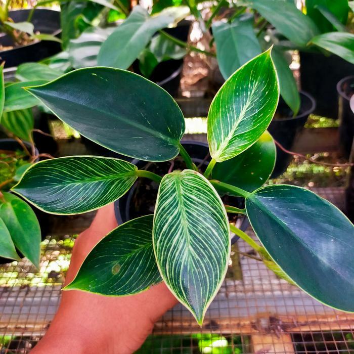 Tanaman Phodendron Birkin / Philo birkin