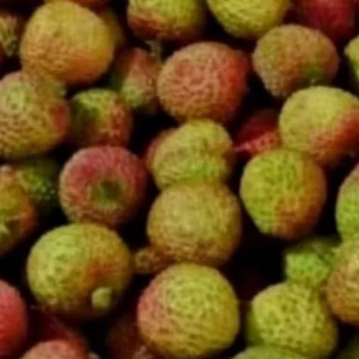 BIBIT LECI HIJAU MADU HASIL CANGKOK(okulasi)LECI HIJAU DATARAN RENDAH DAN TINGGI BISA BERBUAH