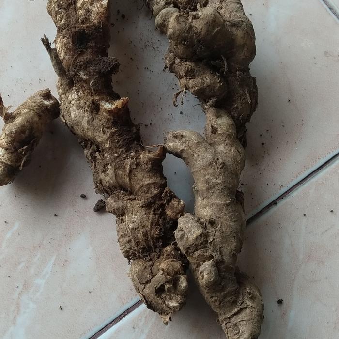 lempuyang emprit segar 1kg