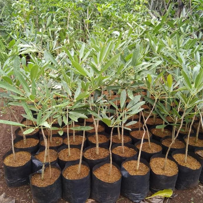 Bibit Tanaman Bunga Tabebuya Warna Acak Penghijauan grosir bibit okulasi