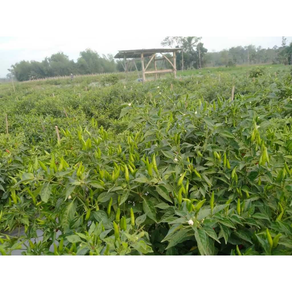 PROMOBenih Cabe Rawit RAWES Tahan Virus Hasil BesarMURAHH