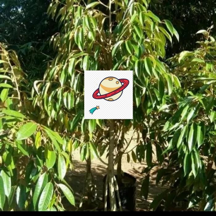 Bibit Durian Kaki 3 Tinggi 2 Meter Cepat , Ready Semua Jenis