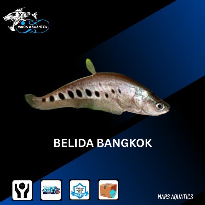 IKAN HIAS IKAN BELIDA BANGKOK HIASAN AQUARIUM IKAN HIAS TANKMATE