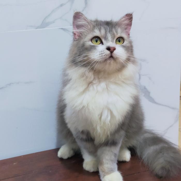 kucing maincone norwegian forest bigbone