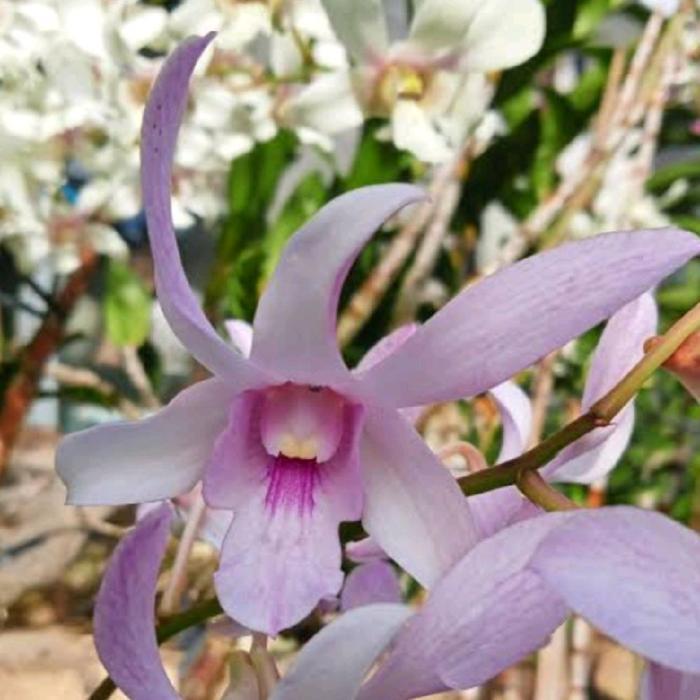 Anggrek dendrobium CHANNEL - kondisi dewasa