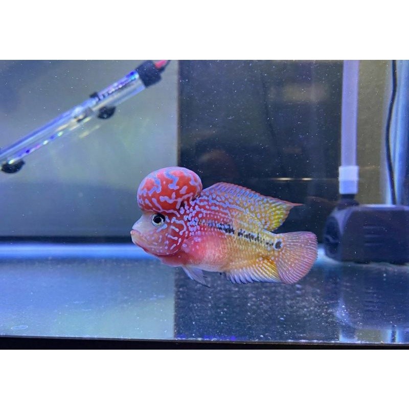 Louhan Kamfa F2 Ori Thailand Burayak 3-4 cm lohan Thailand