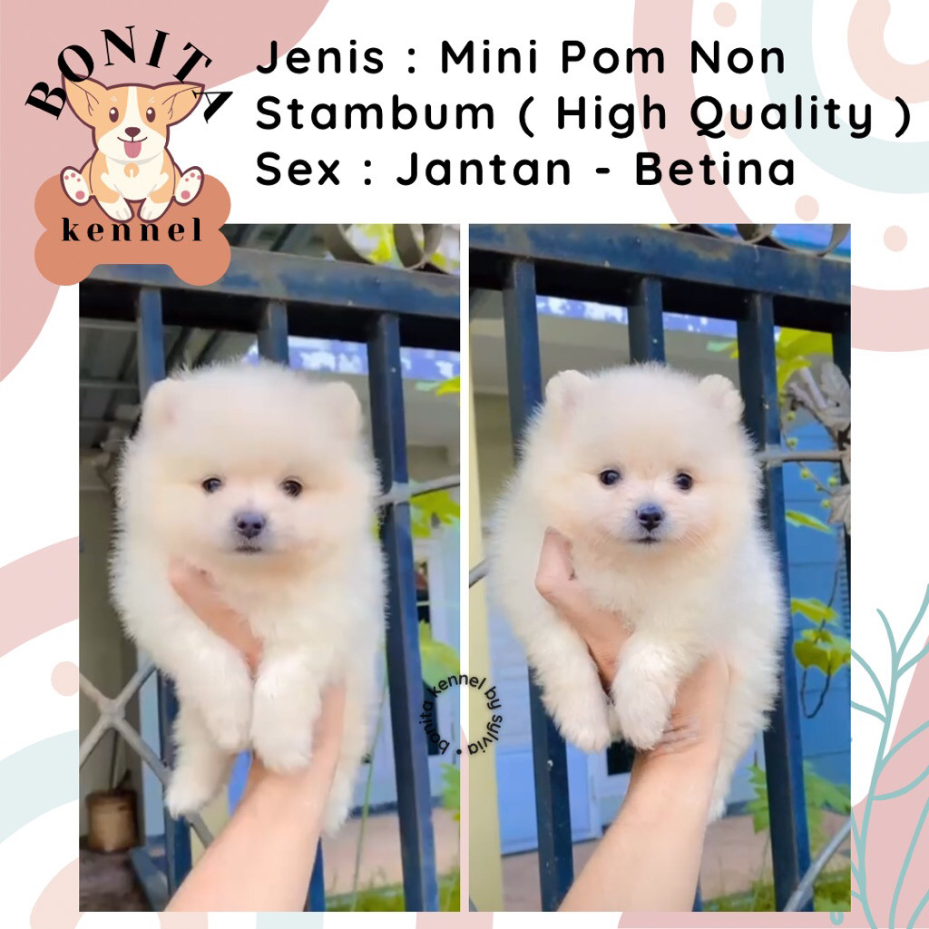 Mini Pomeranian Non Stambum MiniPom Anakan Anjing Mini Pom Jantan Mini Pom Snow White