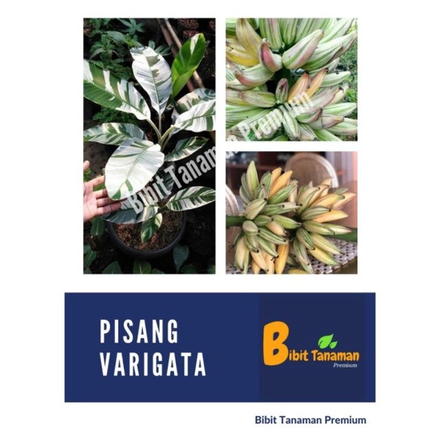 BIBIT PISANG VARIGATA / PISANG VARIEGATA (BIBIT TANAMAN PREMIUM)