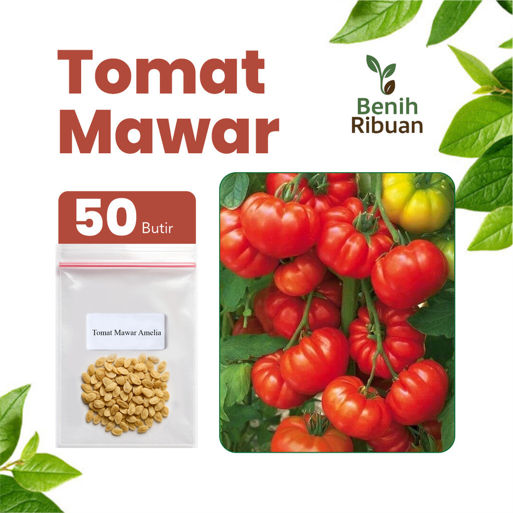 BENIH JAYA - Benih Buah Tomat Mawar Benih Tomat Mawar Unggul Super Benih Tomat Berkualitas Premium