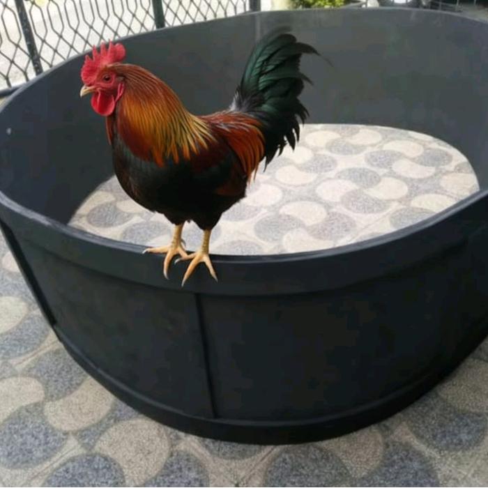 RING/GEBER ADUAN AYAM PREMIUM Diameter 3M Tebal 20mm Tinggi 60cm TERMURAHHHH - 3M