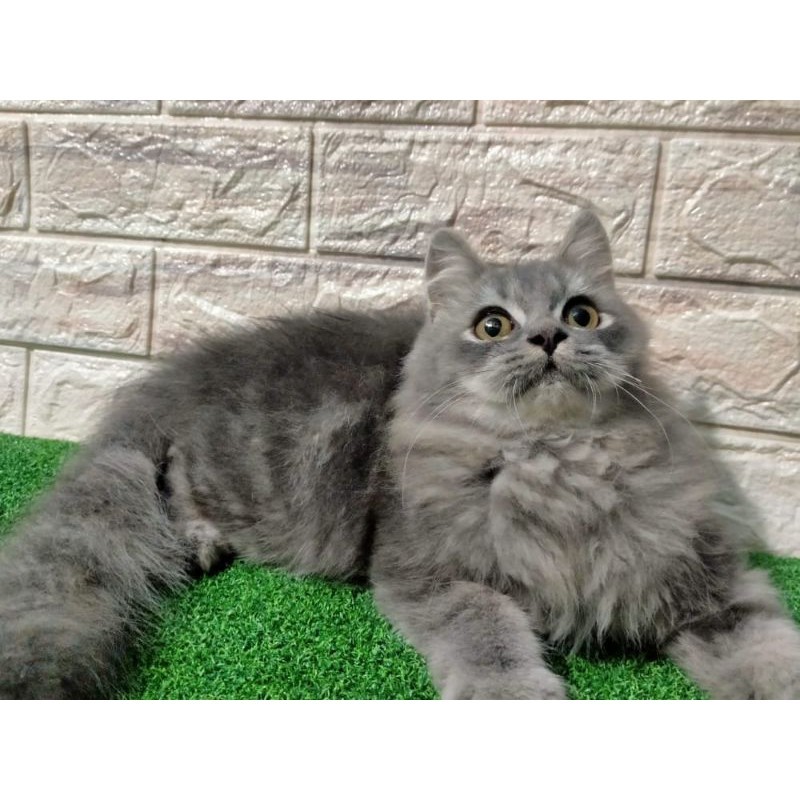 KUCING PERSIA FLATNOSE ABU ABU