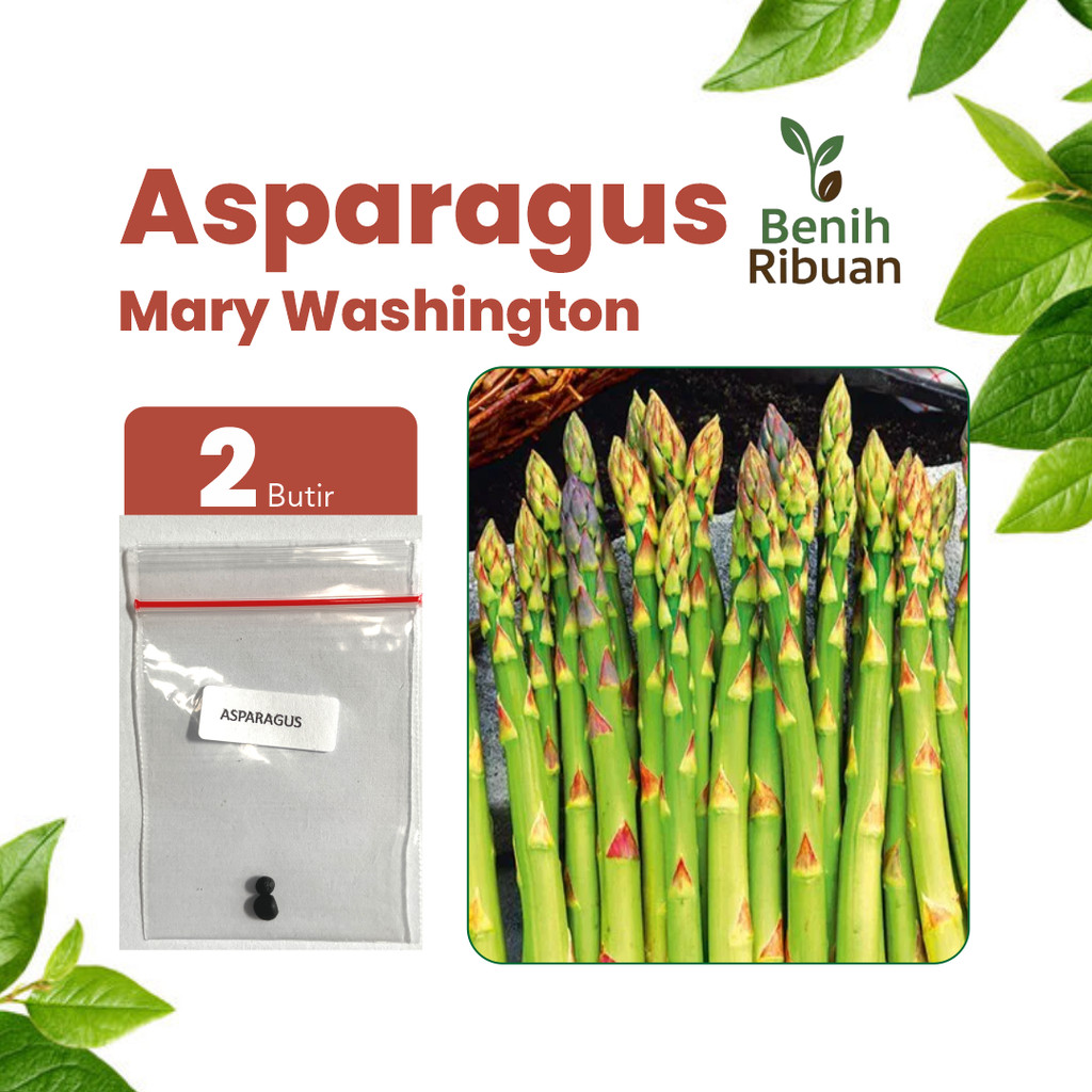 BENIH RIBUAN - Benih Sayur Asparagus Unggul, Bibit Sayuran Asparagus Super Bibit Asparagus Premium