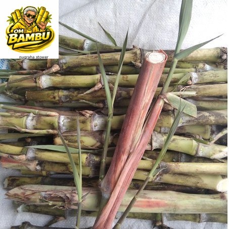 bibit benih Turubuk trubuk telor tebu endog tiwu per 1 kg