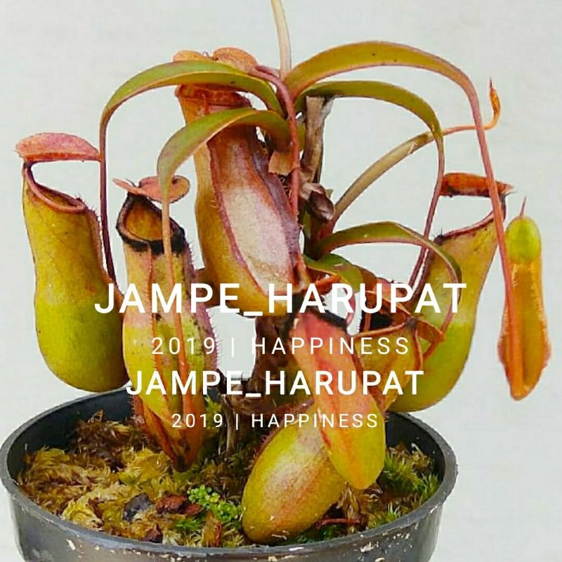 Nepenthes Kantong Semar Tanaman Karnivora Hidup