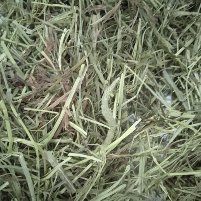 TIMOTHY HAY 1 kg - Rumput Hay Kelinci 1st 1kg - SECOND CUT