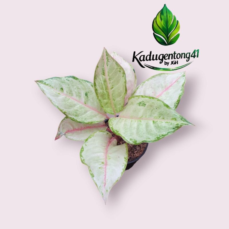 TERBARU Aglonema Cinderella LETSGO GARDEN