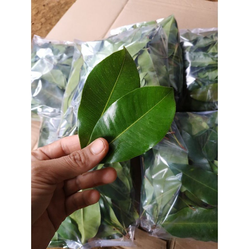 Baru DAUN CENGKEH SEGAR 250 GRAM