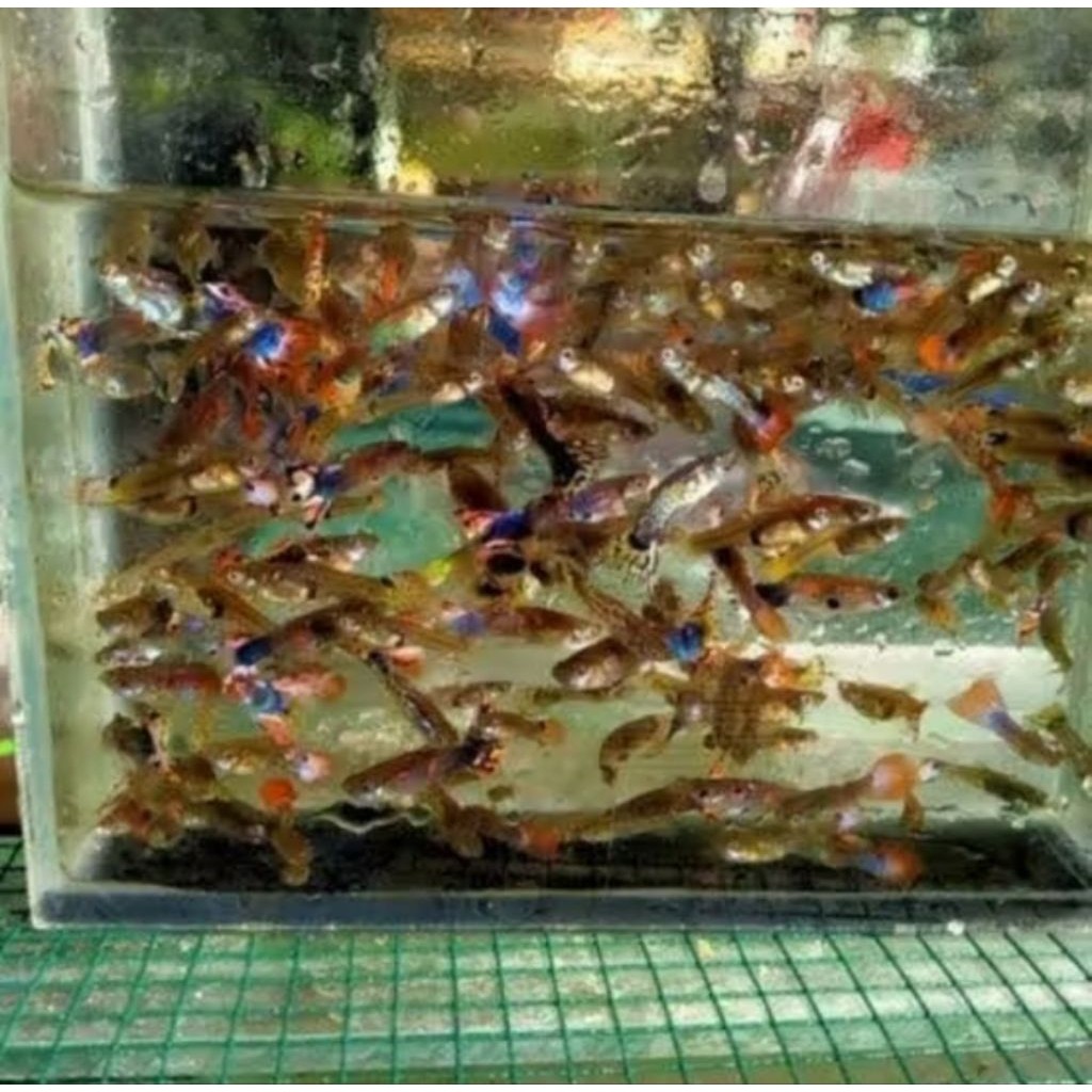 bibit ikan guppy cendolan per 10 ekor