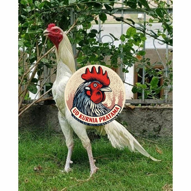 Telur ayam hias putih nasional bangkok putih fertil asli siap tetas - bantam chocin UD KURNIA PRATAM