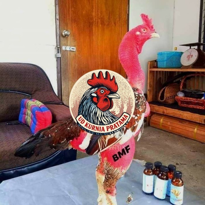 telur ayam petarung saigon fertil siap ditetaskan - ayam saigon UD KURNIA PRATAMA