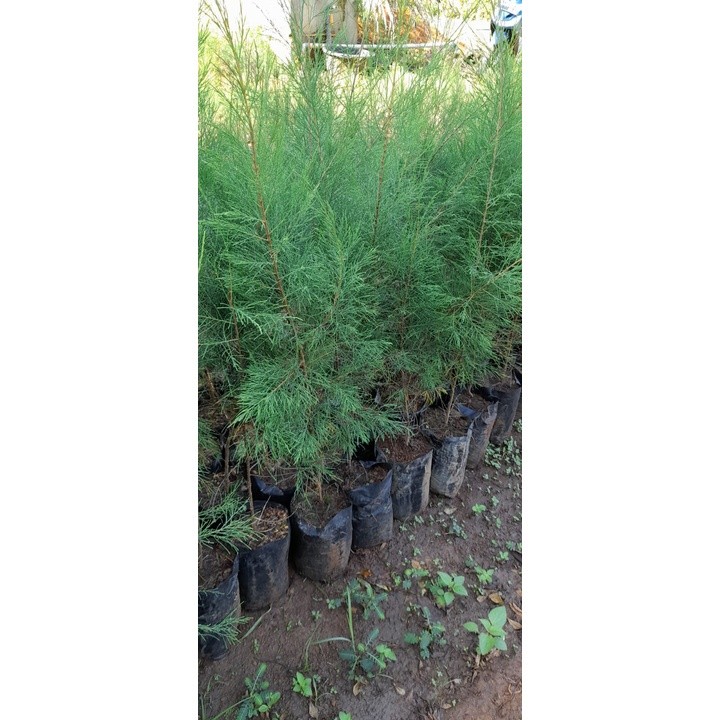 Pinus Perindang bibit pinus perindang murah