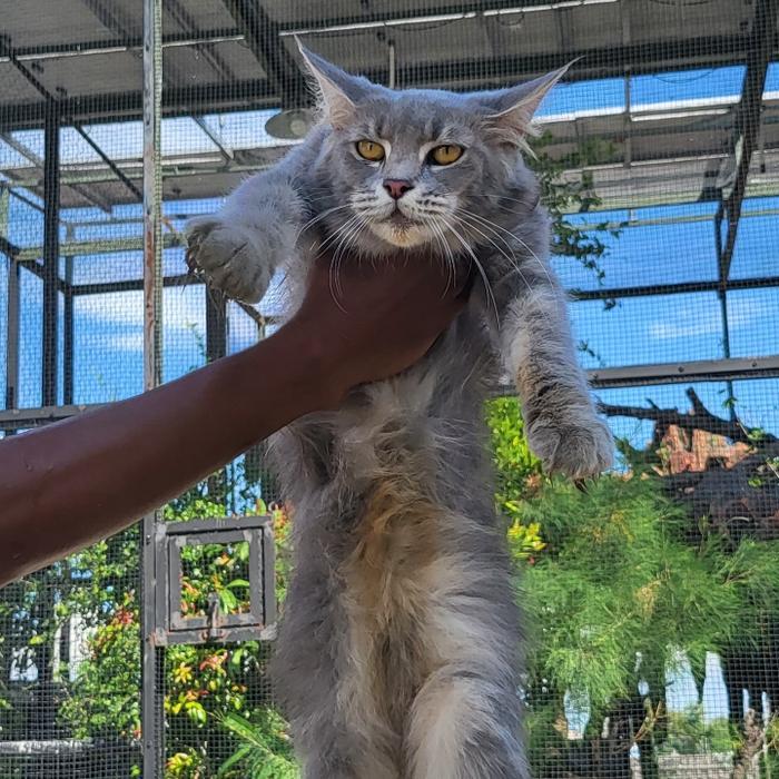kucing maine coon ras