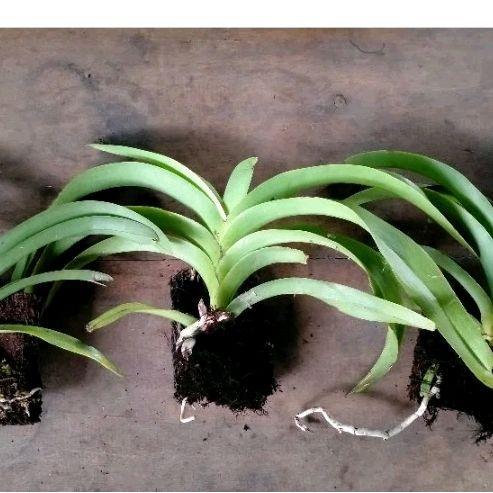 Anggrek Vanda retusa bunga Indah