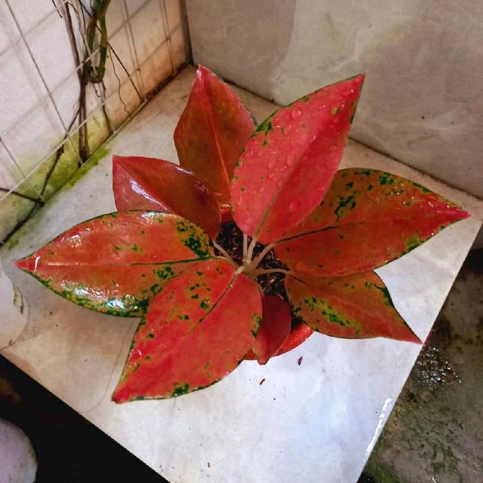 Tanaman hias aglonema nezkia bibit/anakan aglonema nezkia