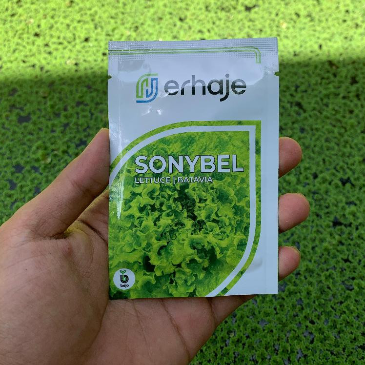 Benih selada batavia SONYBEL  bejo seed
