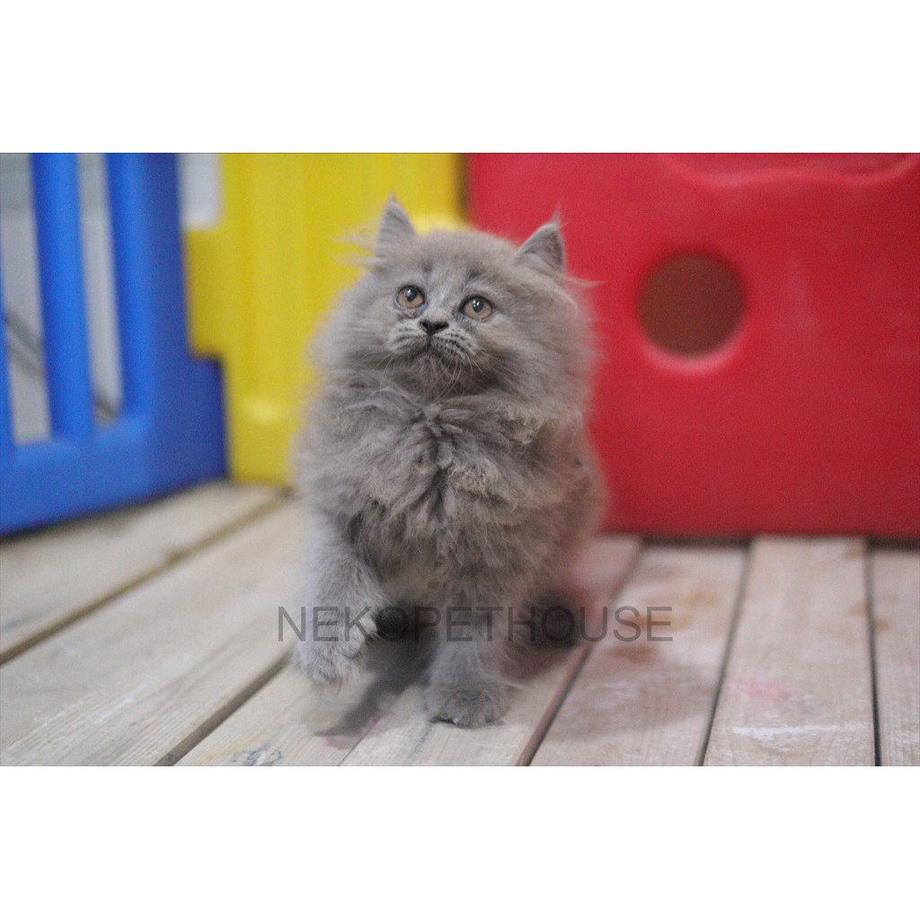 Persia Longhair Kitten Anak Kucing Gemas Abu