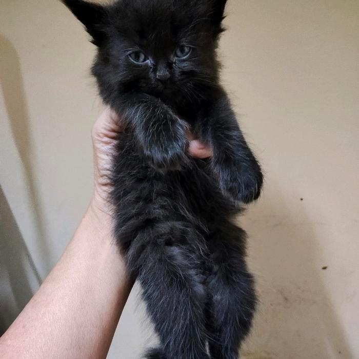 Lepas Adopsi Kucing Persia Kitten warna hitam solid lucu banget