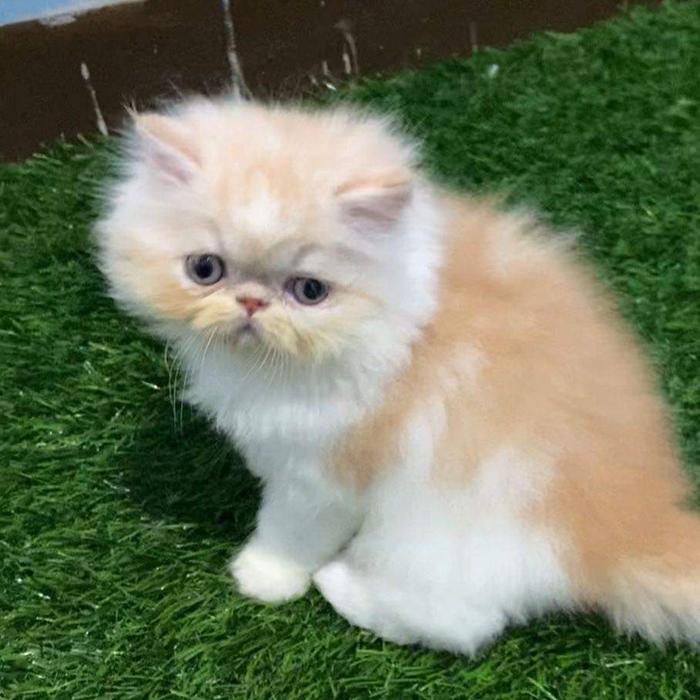 kucing persia peaknose jantan/ betina red white 2,5 bulan