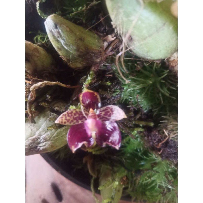 anggrek wangi bulbophyllum ecornutum/ anggrek spesies wangi