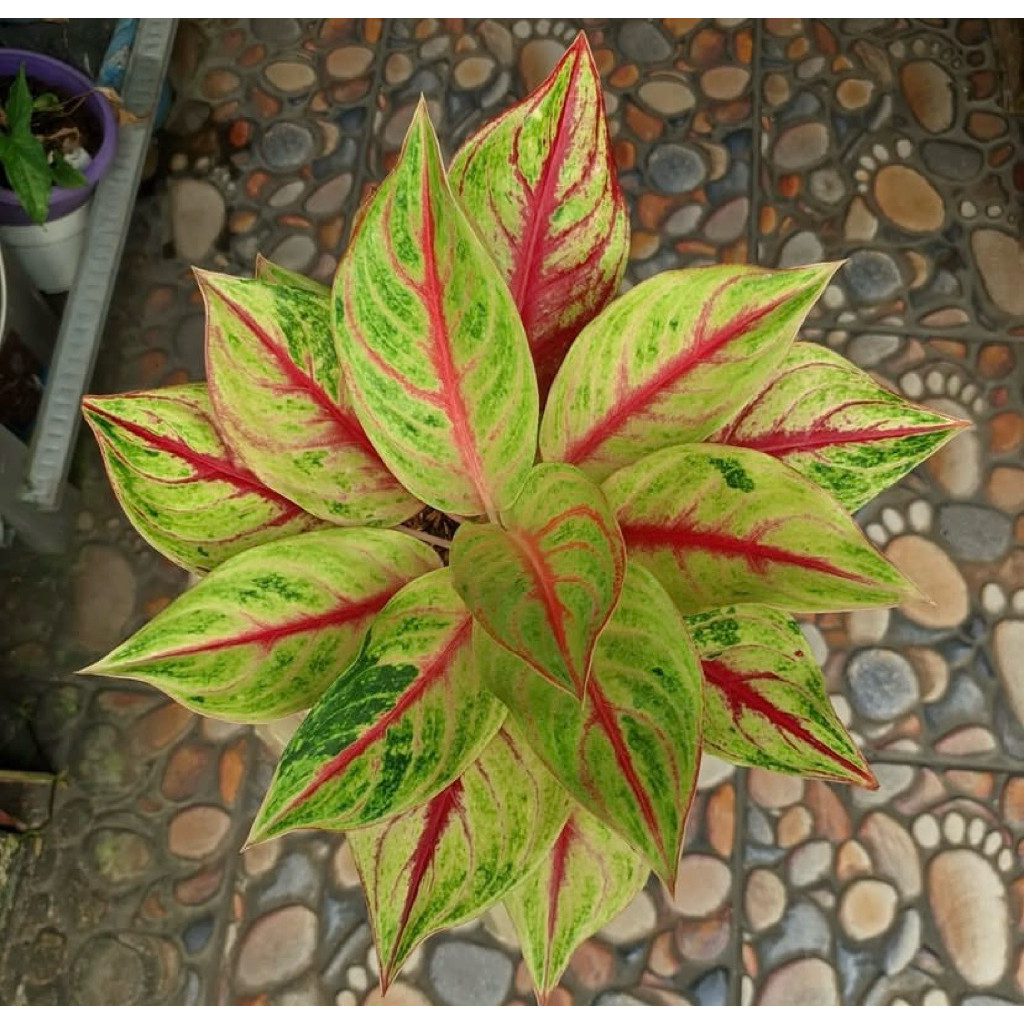 TANAMAN HIAS AGLONEMA SWEET HEART TANIAN LOKAL SIAP KIRIM DAUN RIMBUN