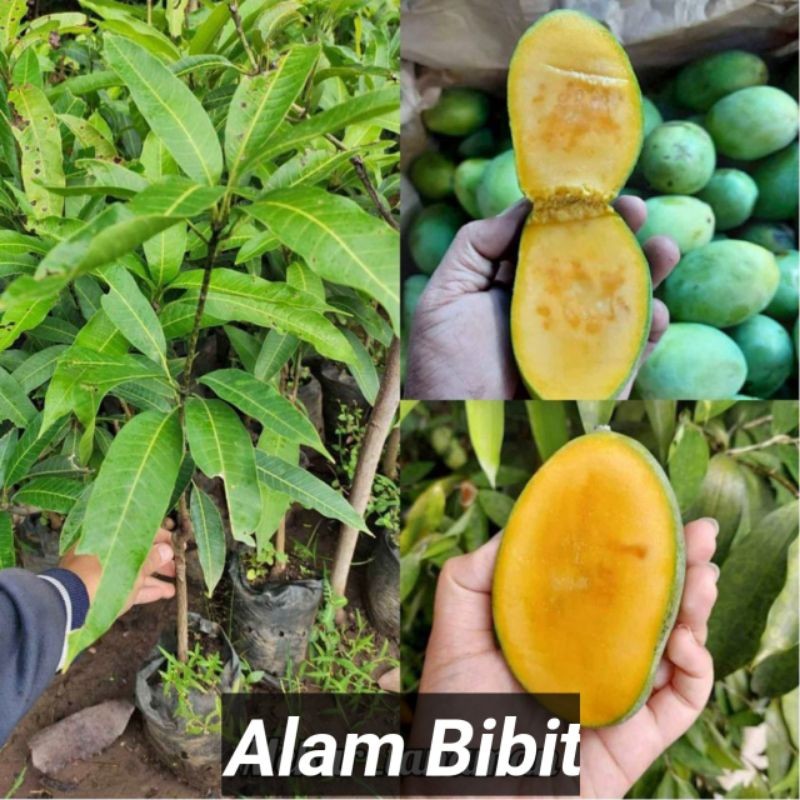Bibit Mangga Madu/Manalagi Super Cepat Berbuah