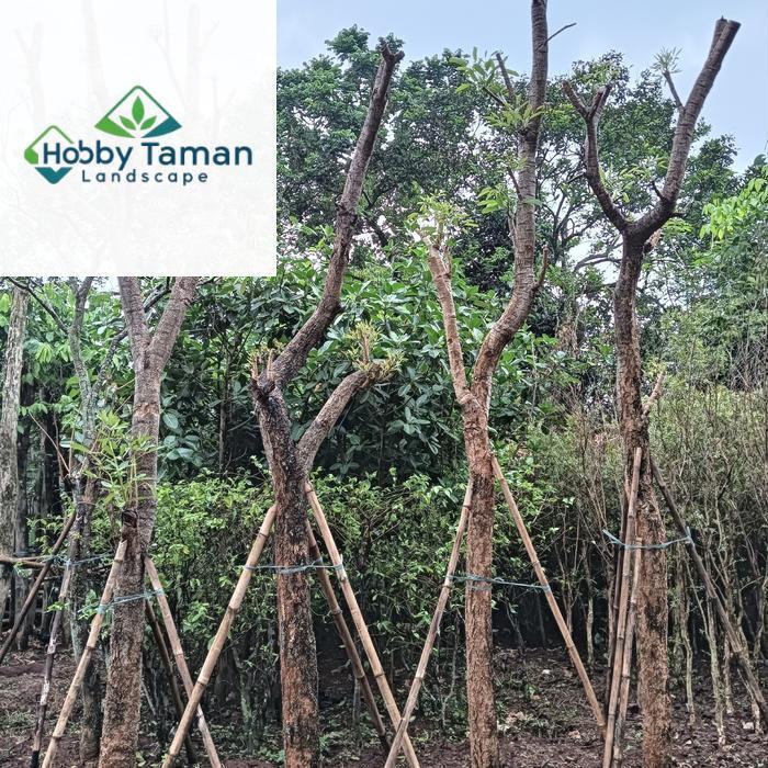 tabebuya kuning tinggi 3-4mtr batang besar