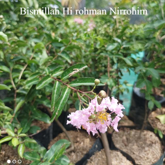 Bibit Tanaman Bunga Sakura | Bunga Sakura Jepang