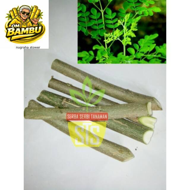 Bibit Stek Kelor Bibit pohon kelor cutting stek batang kelor siap DM