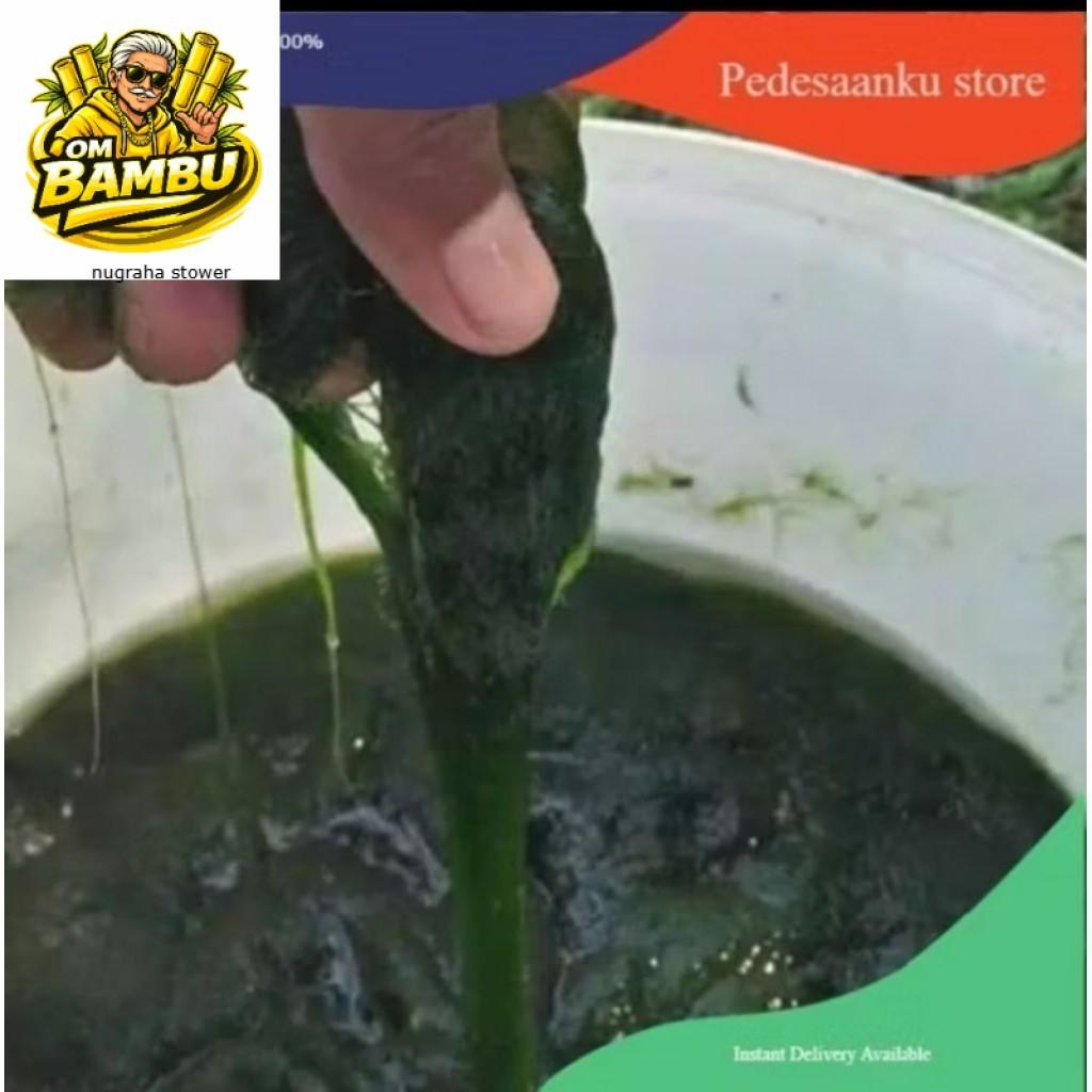 Lumut Pancing Lumut Alge²Hidup Telaga Air Danow Tawar 200