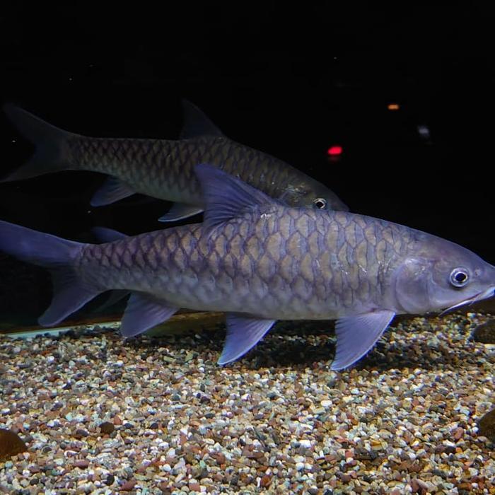 ikan dewa/mahseer blue masher 7-9 CM (ISI 2)