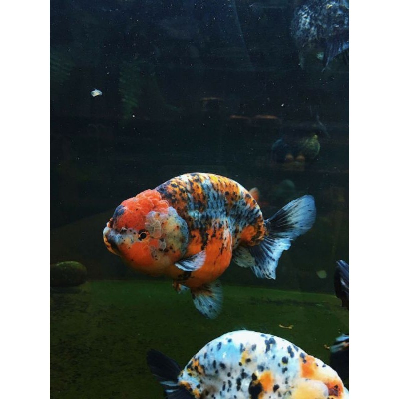 Hiasan aquarium Ranchu Calico Dewasa Berkualitas Tinggi
