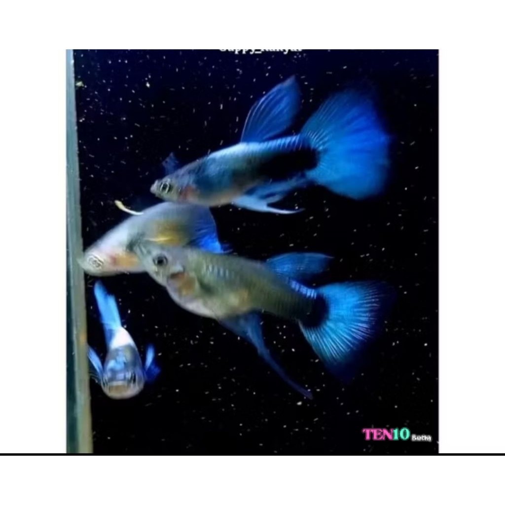 Hiasan aquarium HB BLUE GUPPY |hiasan aquarium paket sepasang