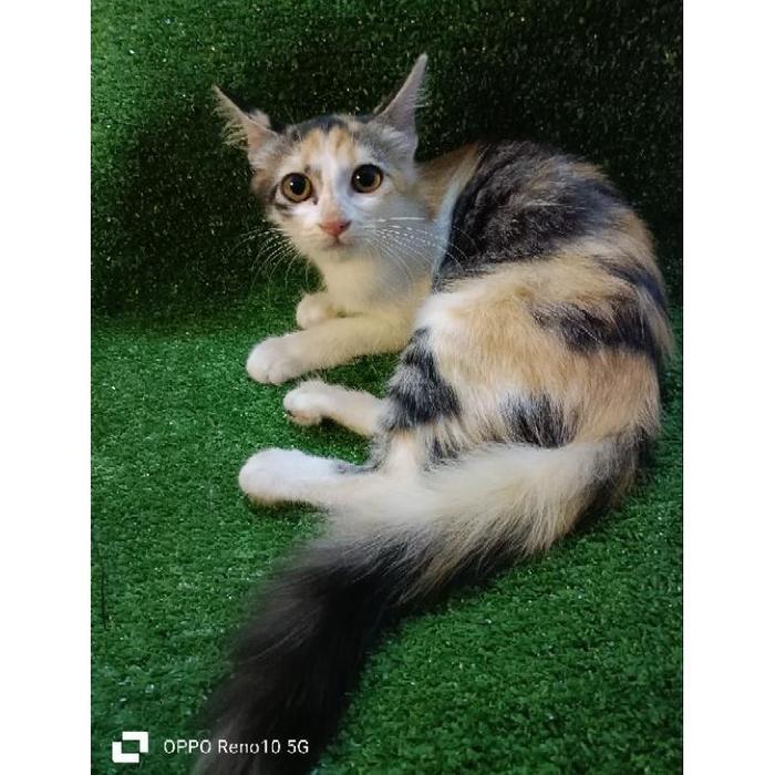 Best seller kucing persia mix domestik