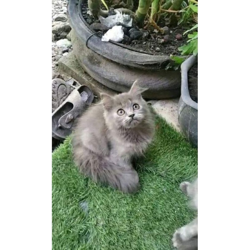 ADOP KUCING PERSIA/HIMALAYAA/FLATNOSE MURAH