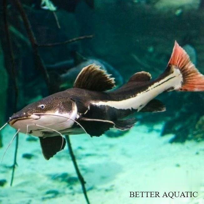 hias (dua) 2 catfish RTC Ikan Hias Size 9-10cm ikan doraemon Aquarium