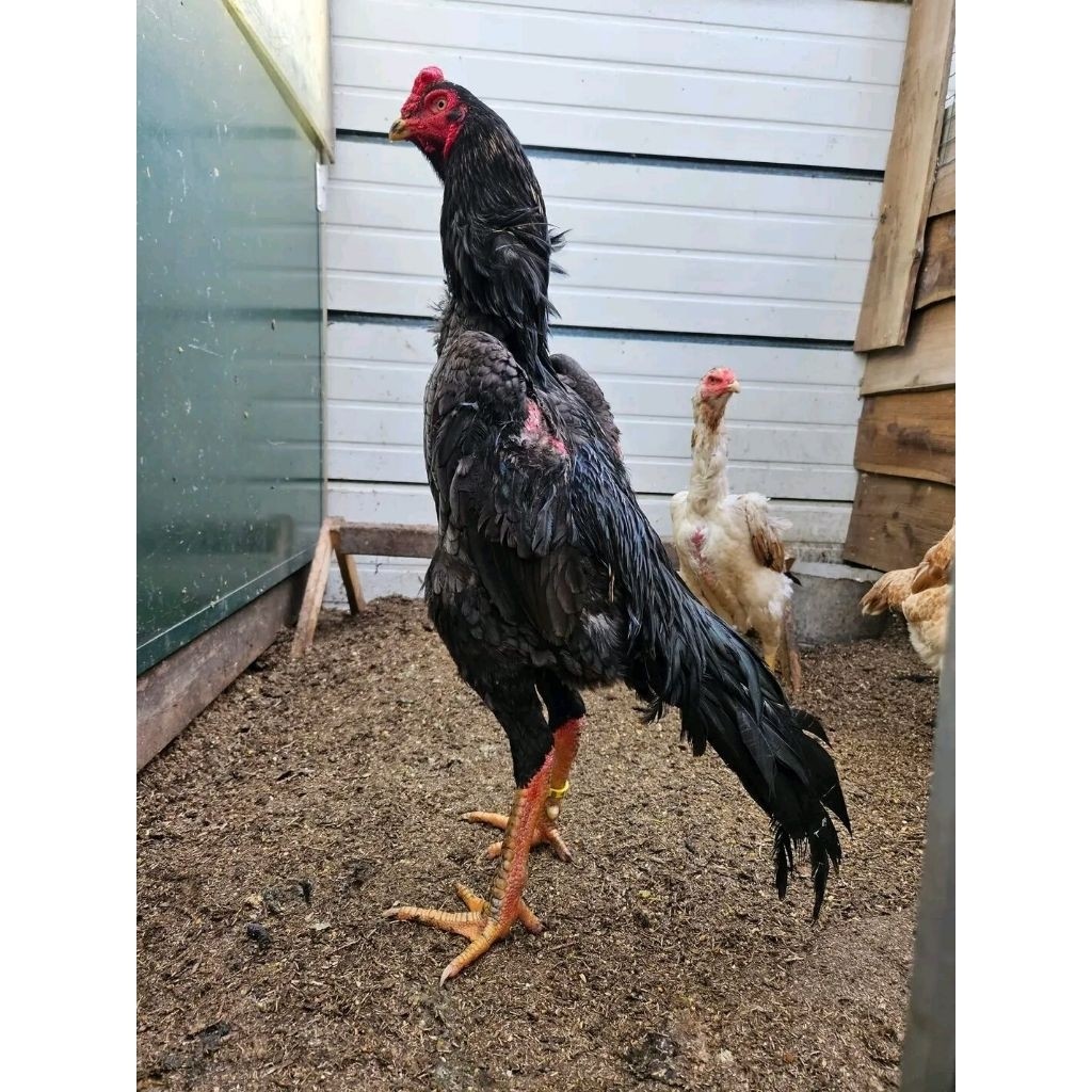 Paket hemat 5 Telur Ayam Shamo Import Fertil siap untuk ditetaskan